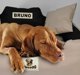 AIO FACTORY Κρεβάτι Κατοικιδίου KINGDOG 75x65 Ανοιχτό Γκρι