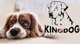 AIO Europe Κρεβάτι για σκύλους 145 x 115 Πράσινο KingDog