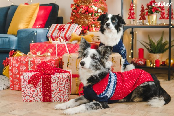 Amiplay SWEATER DOG BERGEN 19CM RED