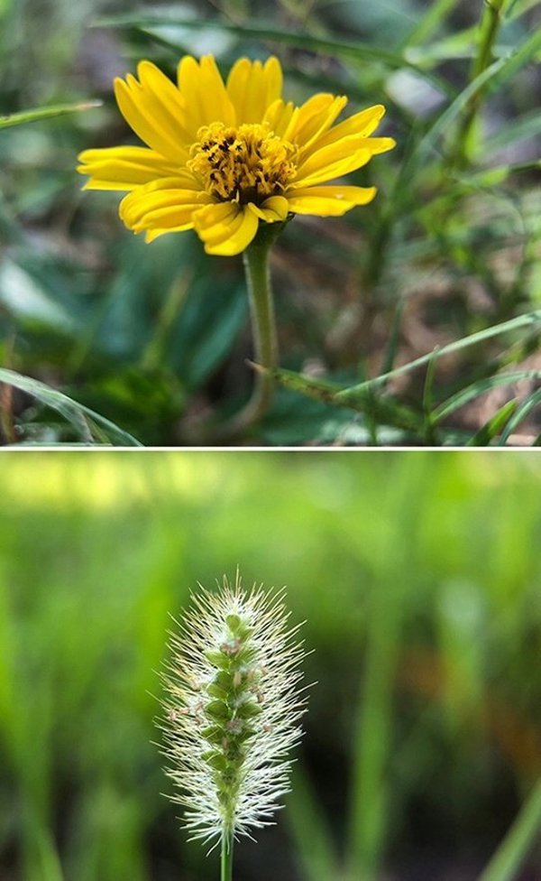 Φακός τηλεφώνου APEXEL APL-HB100CPL 100mm macro CPL (μαύρο)