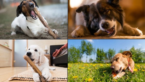 Balto Balto Σετ μασώμενων από κρέας ελαφιού 6τμχ