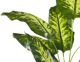 Beliani Τεχνητό φυτό σε γλάστρα 122 cm DIEFFENBACHIA 8130297 4251682243605