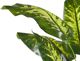 Beliani Τεχνητό φυτό σε γλάστρα 122 cm DIEFFENBACHIA 8130297 4251682243605
