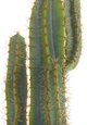 Beliani Τεχνητό φυτό σε γλάστρα 78 cm CACTUS 11356914 4251682279697