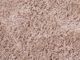 Χαλί Beliani Shaggy 200 x 300 cm μπεζ CIDE 8406054 4251682221023