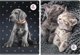 Beniamin Σημειωματάριο A5 The Sweet Pets, Με Γραμμές, 60 Φύλλα, 5 Τεμάχια