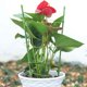 Υποστήριξη δακτυλίου για φυτά 75cm TYRP75 BRADAS