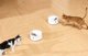 Catlink Έξυπνος διανομέας τροφής CatLink F03 Standard