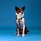 Chaba CHABA HARNESS GUARD STORY ``M`` CARNIVAL 2,0/35-55cm