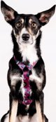 Chaba CHABA GUARD STORY HARNESS ``M`` LAKOTA 2,0/35-55cm