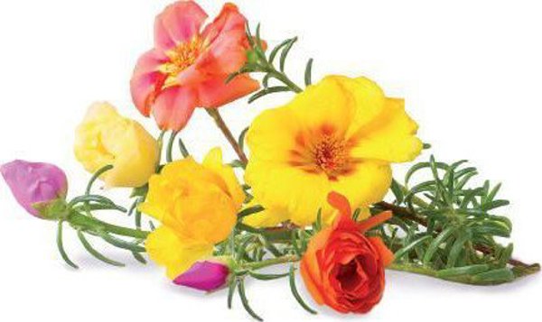 Click And Grow Click & Grow Smart Garden ανταλλακτικό Moss Rose 3 τεμ