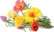Click And Grow Click & Grow Smart Garden ανταλλακτικό Moss Rose 3 τεμ