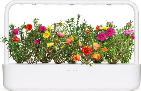 Click And Grow Click & Grow Smart Garden ανταλλακτικό Moss Rose 3 τεμ