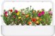 Click And Grow Click & Grow Smart Garden ανταλλακτικό Moss Rose 3 τεμ