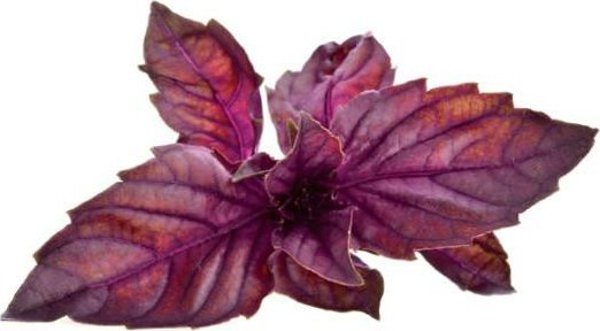 Click And Grow Click & Grow Smart Garden refill Red Basil 3pcs