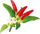 Click And Grow Click & Grow Smart Garden refill Red Hot Chili Pepper 3pcs