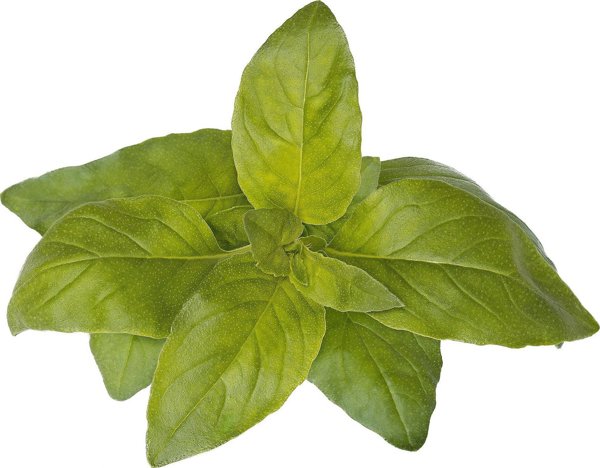 Click And Grow Click & Grow Smart Garden refill Lime Basil 3pcs