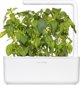 Click And Grow Click & Grow Smart Garden refill Lime Basil 3pcs