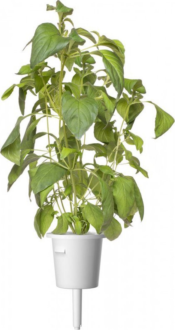 Click And Grow Click & Grow Smart Garden refill Lime Basil 3pcs