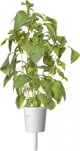 Click And Grow Click & Grow Smart Garden refill Lime Basil 3pcs