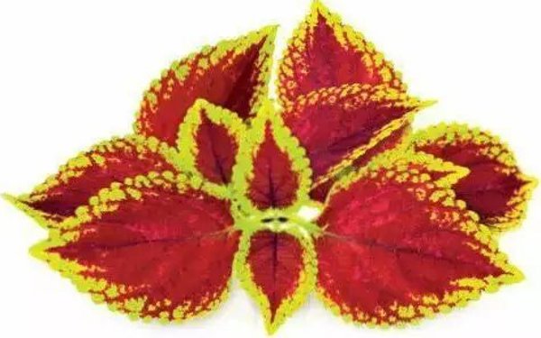 Click And Grow Click & Grow Smart Garden ανταλλακτικό Painted Nettle 3 τεμ