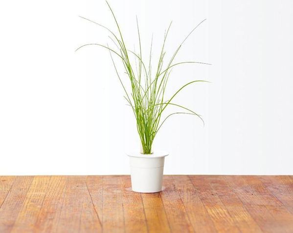 Κάψουλες σπόρων Click And Grow Smart Soil Chives 3 συσκευασίες 6258675 4742793008349