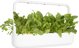 Click And Grow Click & Grow Smart Garden refill Green Chard 3pcs