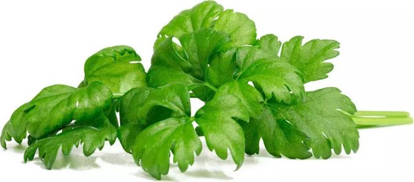 Click And Grow Click & Grow Smart Garden Ανταλλακτικό Φύλλο Σέλινου 3 τεμ