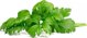 Click And Grow Click & Grow Smart Garden Ανταλλακτικό Φύλλο Σέλινου 3 τεμ