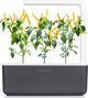Click And Grow Click & Grow Smart Garden refill Yellow Chili 3pcs