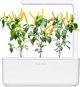 Click And Grow Click & Grow Smart Garden refill Yellow Chili 3pcs