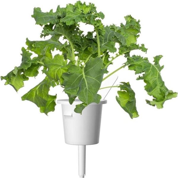 Click And Grow Click & Grow Smart Refill Green Kale 3pcs