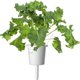 Click And Grow Click & Grow Smart Refill Green Kale 3pcs