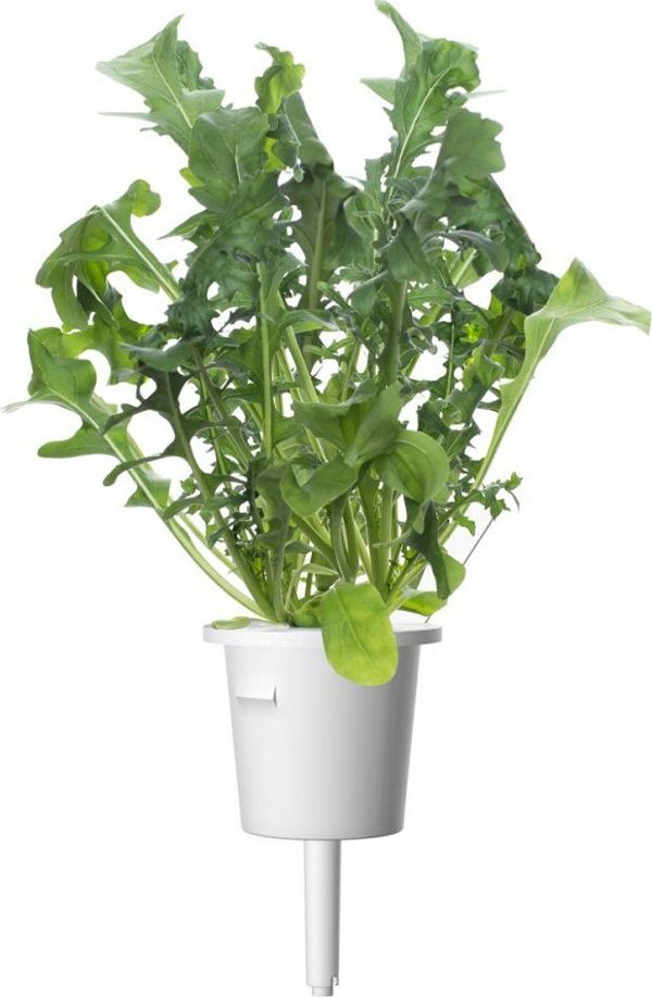 Click And Grow Ανταλλακτικό ρόκα 3-πακ