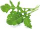 Click And Grow Ανταλλακτικό ρόκα 3-πακ