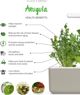 Click And Grow Ανταλλακτικό ρόκα 3-πακ