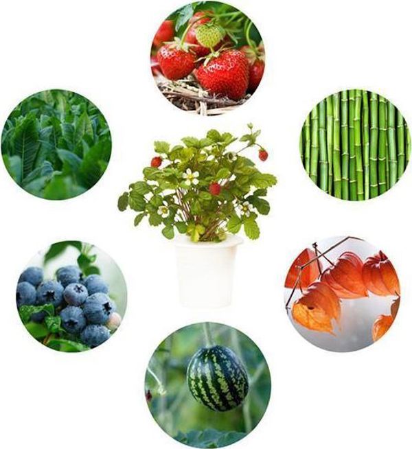Click And Grow Click&Grow Κάψουλες με σπόρους Smart Soil Πειραματικό 3πακ