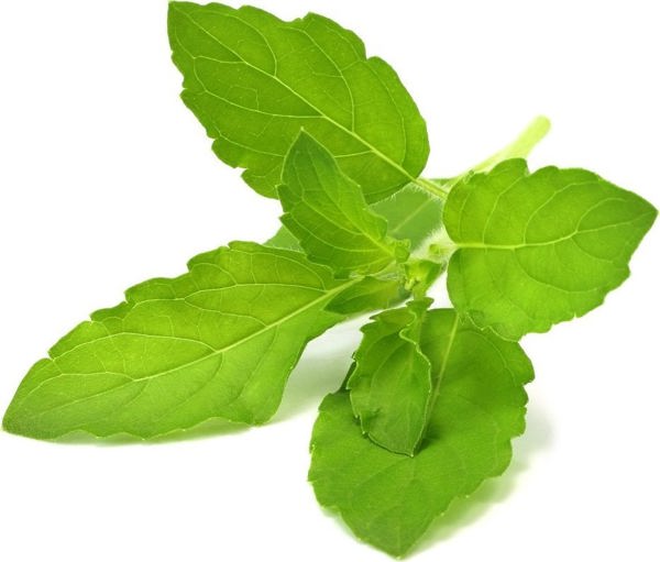 Click And Grow Click & Grow Smart Garden refill Holy Basil 3pcs