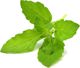 Click And Grow Click & Grow Smart Garden refill Holy Basil 3pcs