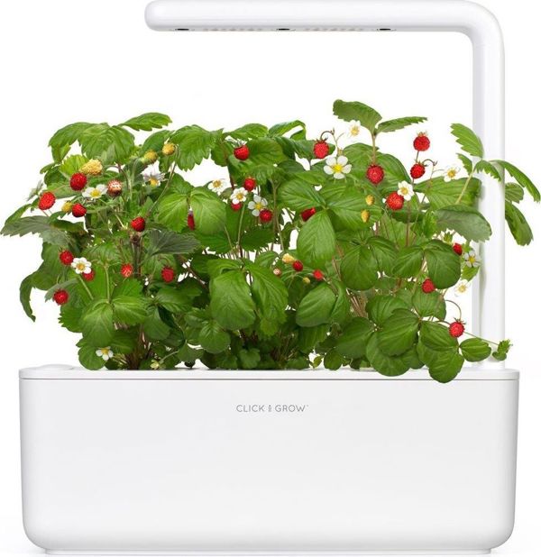 Click And Grow Κάψουλες με σπόρους Smart Soil Φράουλα 3πακ