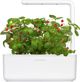 Click And Grow Κάψουλες με σπόρους Smart Soil Φράουλα 3πακ