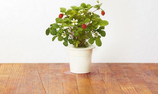 Click And Grow Κάψουλες με σπόρους Smart Soil Φράουλα 3πακ