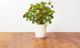 Click And Grow Κάψουλες με σπόρους Smart Soil Φράουλα 3πακ