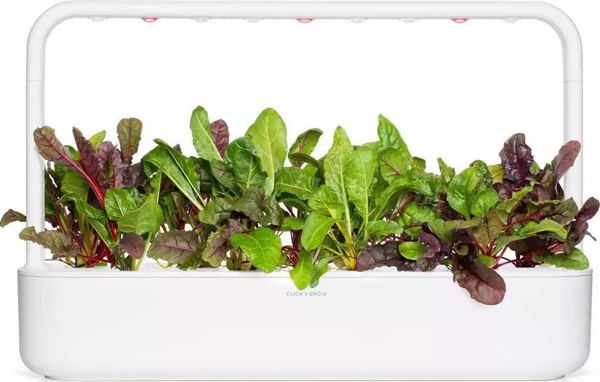 Click And Grow Click & Grow Smart Refill Rainbow Chard 3pcs