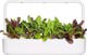 Click And Grow Click & Grow Smart Refill Rainbow Chard 3pcs