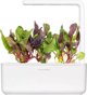 Click And Grow Click & Grow Smart Refill Rainbow Chard 3pcs
