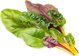 Click And Grow Click & Grow Smart Refill Rainbow Chard 3pcs
