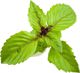 Click And Grow Click & Grow Smart Garden ανταλλακτικό Κανέλα Βασιλικός 3 τεμάχια
