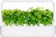 Click And Grow Click & Grow Smart Garden ανταλλακτικό Κανέλα Βασιλικός 3 τεμάχια
