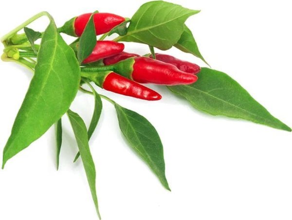 Click And Grow Click & Grow Smart Garden refill Piri Piri Chili Pepper 3pcs